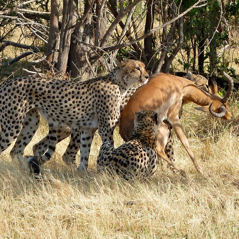Safaris-Okavango-Botswana-Reserve-de-Linyanti-Grid-1