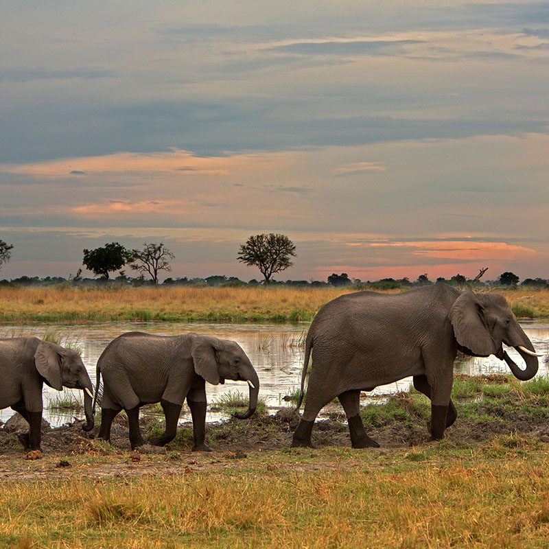 Safaris-Okavango-Botswana-Reserve-de-Linyanti-Grid-2