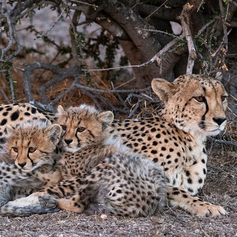Safaris-Okavango-Botswana-Reserve-de-Mashatu