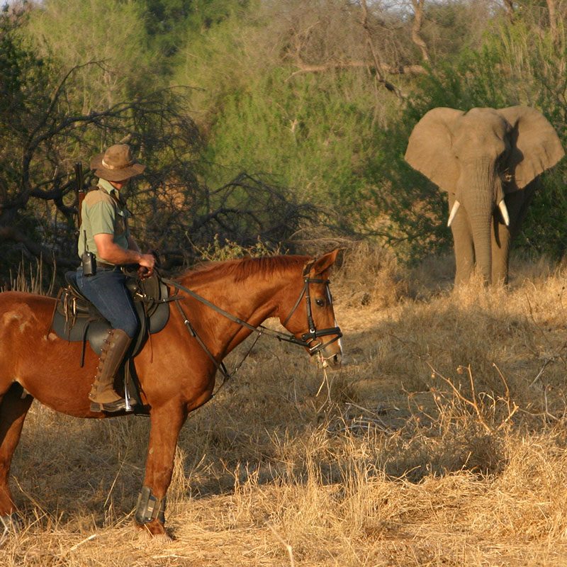 Safaris-Okavango-Botswana-Reserve-de-Mashatu-Galerie