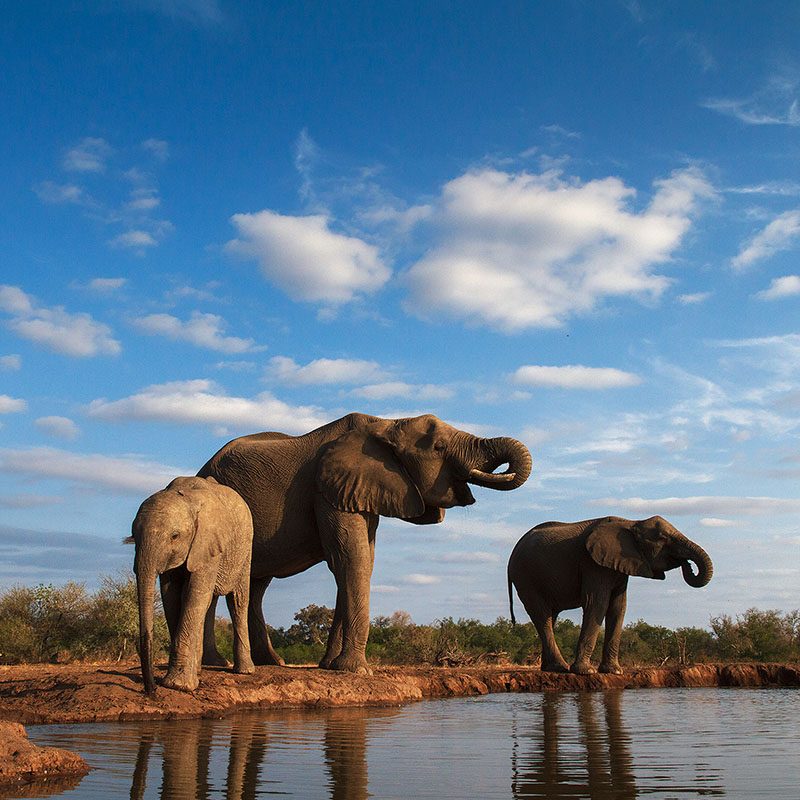 Safaris-Okavango-Botswana-Reserve-de-Mashatu-Galerie
