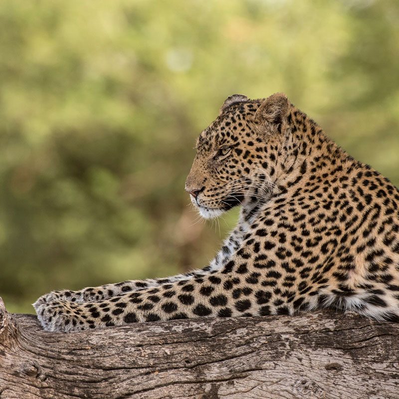 Safaris-Okavango-Botswana-Reserve-de-Mashatu