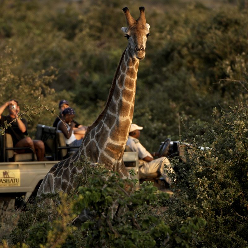Safaris-Okavango-Botswana-Reserve-de-Mashatu