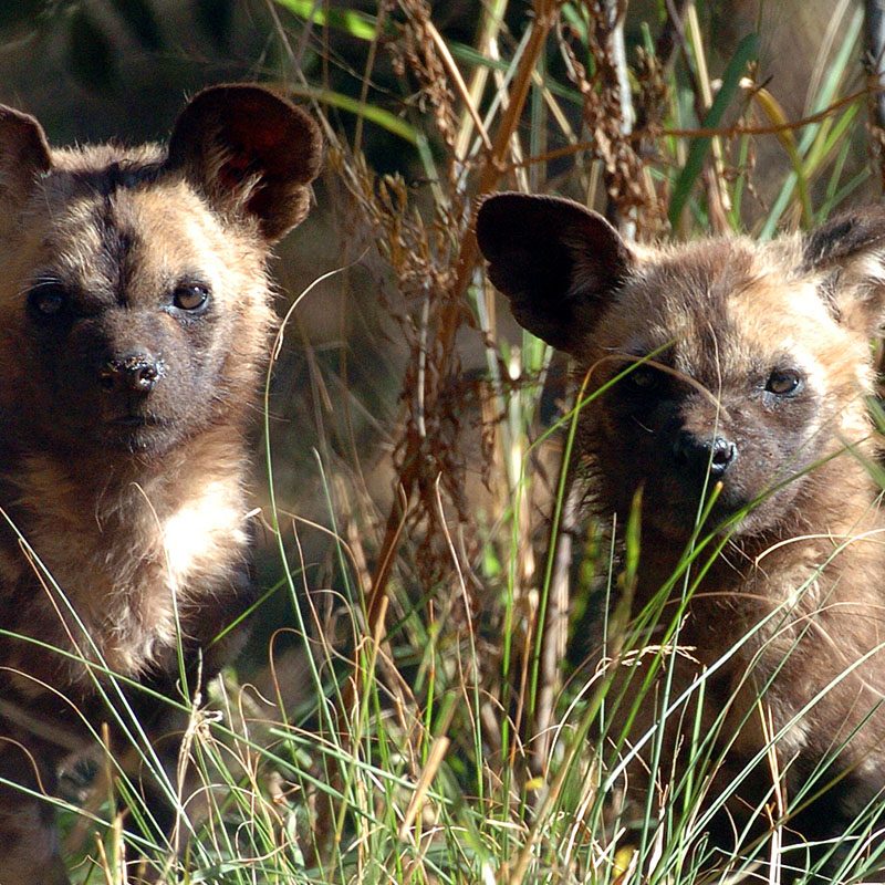 Safaris-Okavango-Botswana-Reserve-de-Moremi