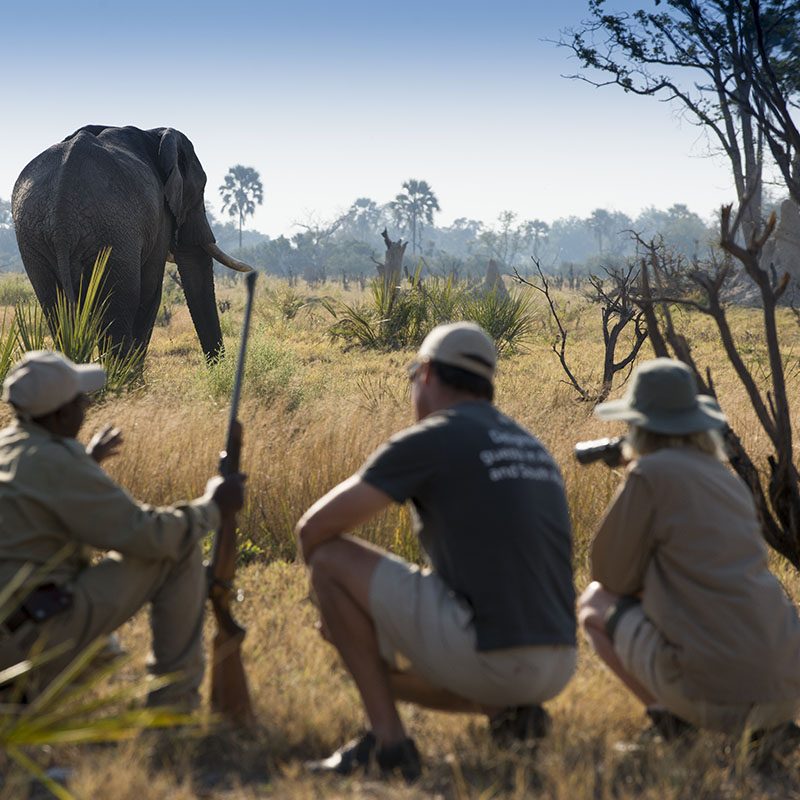 Safaris-Okavango-Botswana-Reserve-de-Moremi