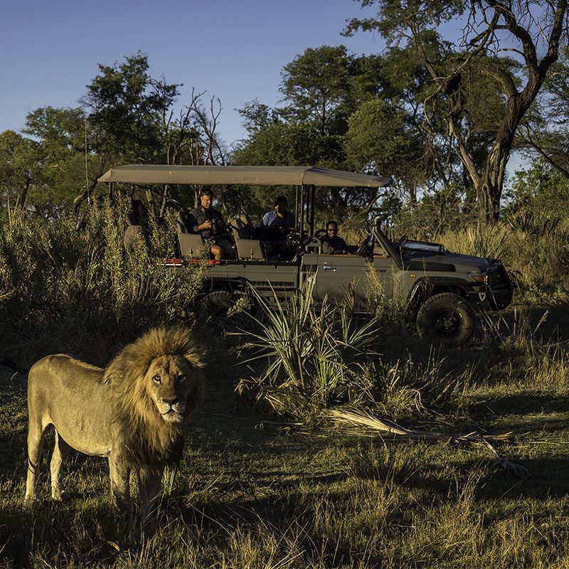 Safaris-Okavango-Botswana-Reserve-de-Moremi