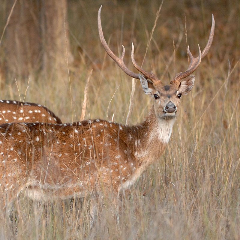 Safaris-Okavango-inde-madhya-pradesh