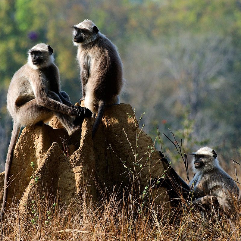 Safaris-Okavango-inde-madhya-pradesh