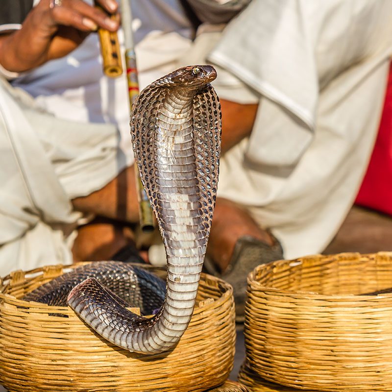 Safaris-Okavango-inde-rajastan