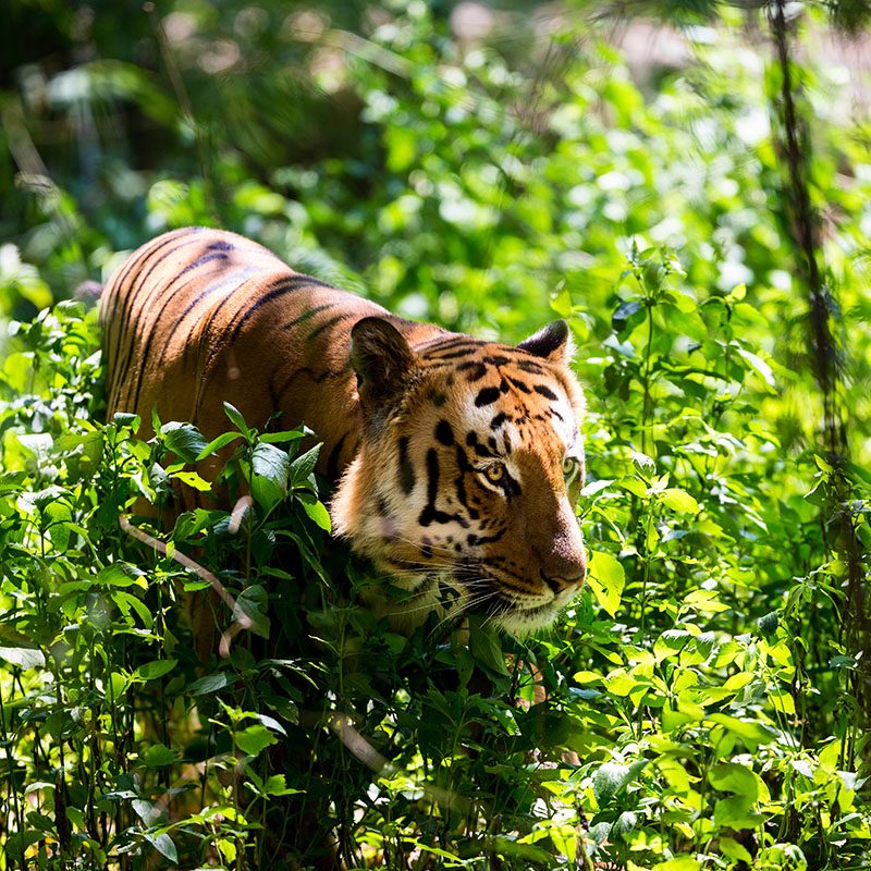 Safaris-Okavango-inde-utah-pradesh