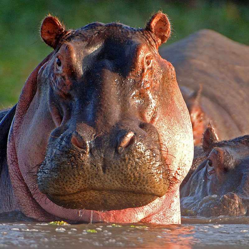 1596781098Safaris-Okavango-Kenya-Lac-Naivasha-Galerie-5