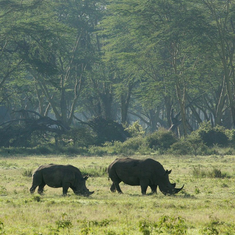 1596781098Safaris-Okavango-Kenya-Lac-Naivasha-Grid-1