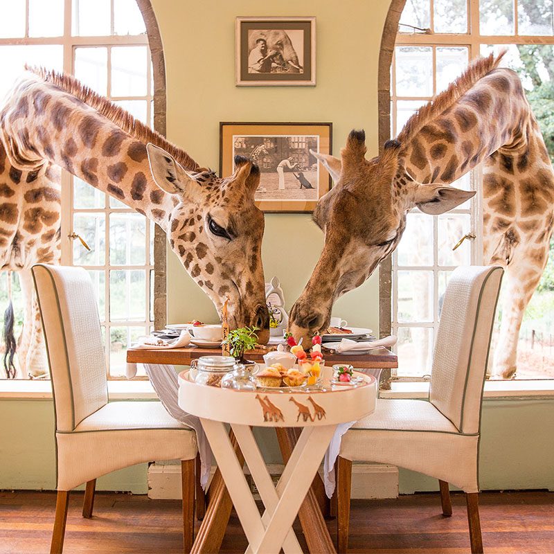 1596784727Safaris-Okavango-Kenya-Nairobi-Galerie-1