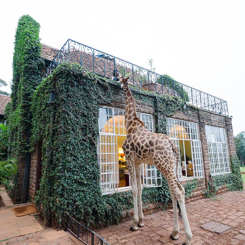 1596784727Safaris-Okavango-Kenya-Nairobi-Galerie-4