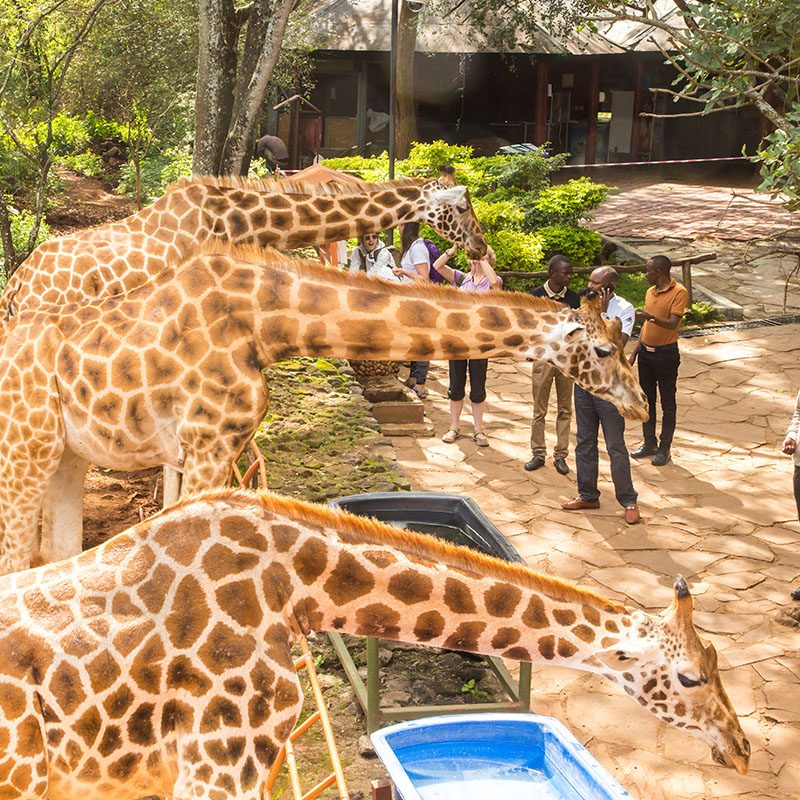 1596784727Safaris-Okavango-Kenya-Nairobi-Galerie-5