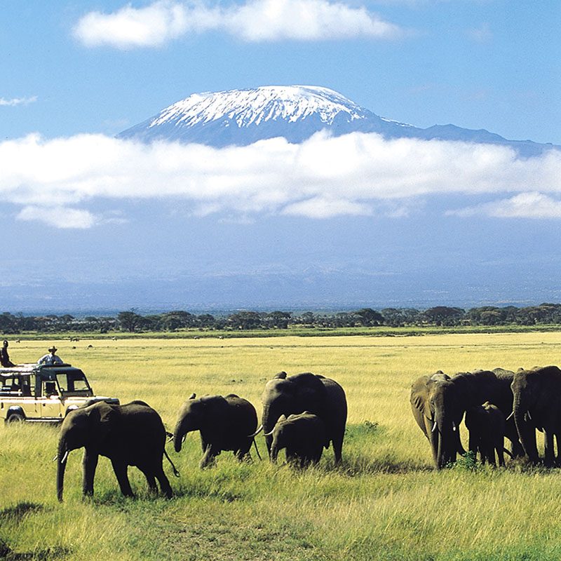 1596785272Safaris-Okavango-Kenya-Parc-Amboseli-Galerie-5