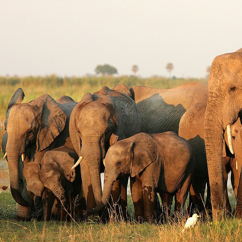 1596785272Safaris-Okavango-Kenya-Parc-Amboseli-Grid-1