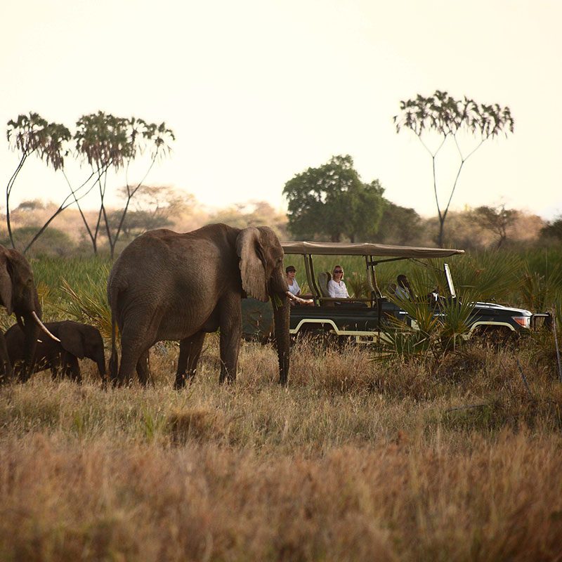 1596785953Safaris-Okavango-Kenya-Parc-Meru-Galerie-3