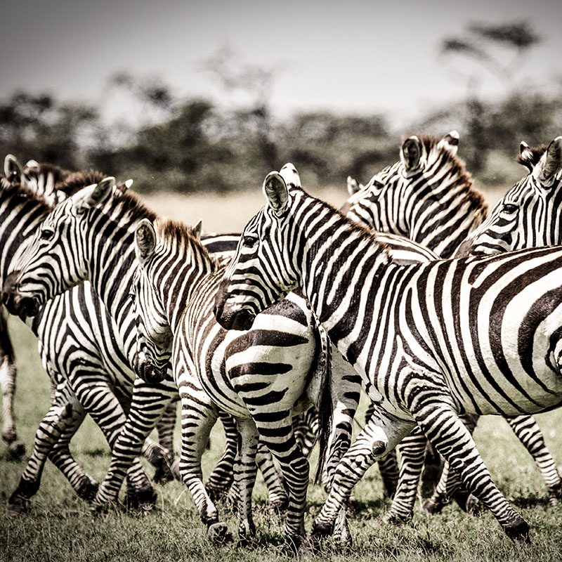 Safaris-Okavango-Kenya-Parc-Laikipia