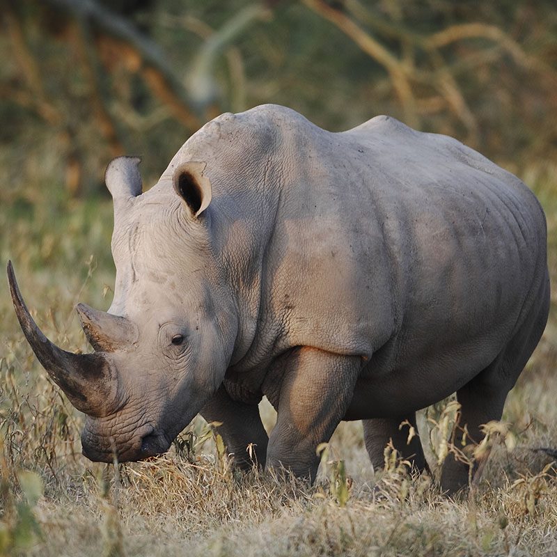 Safaris-Okavango-Kenya-Parc-Laikipia