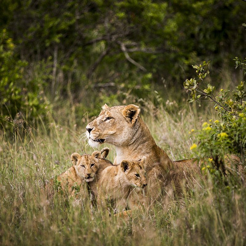 Safaris-Okavango-Kenya-Parc-Laikipia