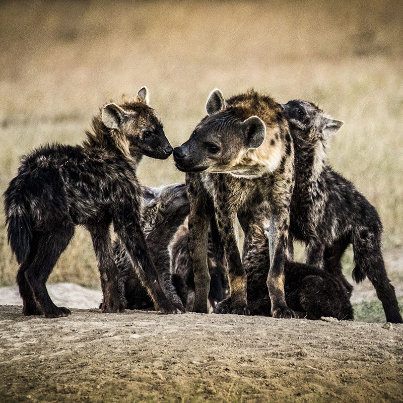 Safaris-Okavango-Kenya-Parc-Laikipia