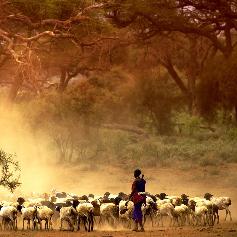 1596786784Safaris-Okavango-Kenya-Masai-Mara-Galerie-1