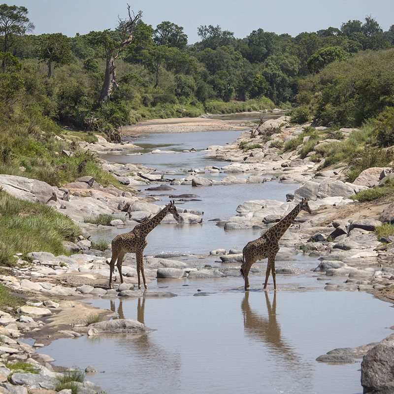 1596786784Safaris-Okavango-Kenya-Masai-Mara-Galerie-2