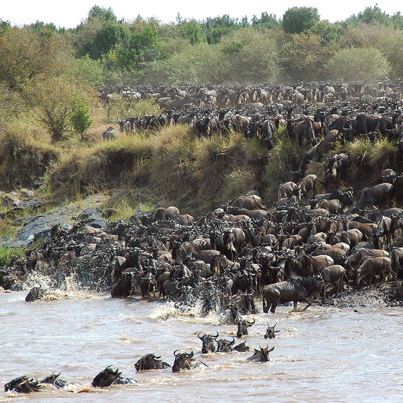 1596786784Safaris-Okavango-Kenya-Masai-Mara-Grid-1