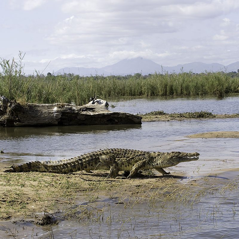 Safaris-Okavango-malawi-parc-liwonde-galerie-1