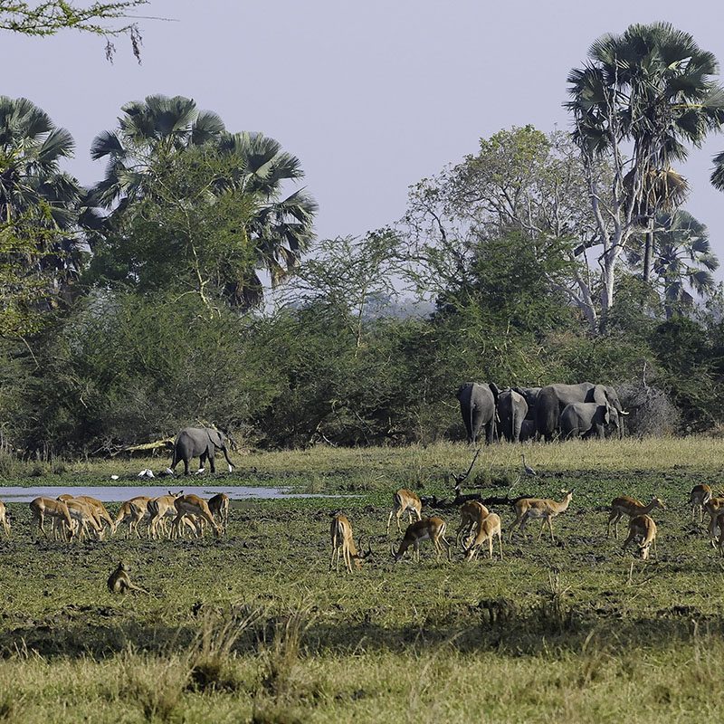 Safaris-Okavango-malawi-parc-liwonde-galerie-2