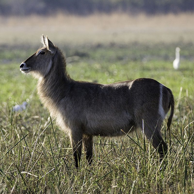 Safaris-Okavango-malawi-parc-liwonde-galerie-3
