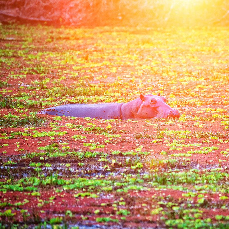 1596788066Safaris-Okavango-malawi-parc-liwonde-galerie-5