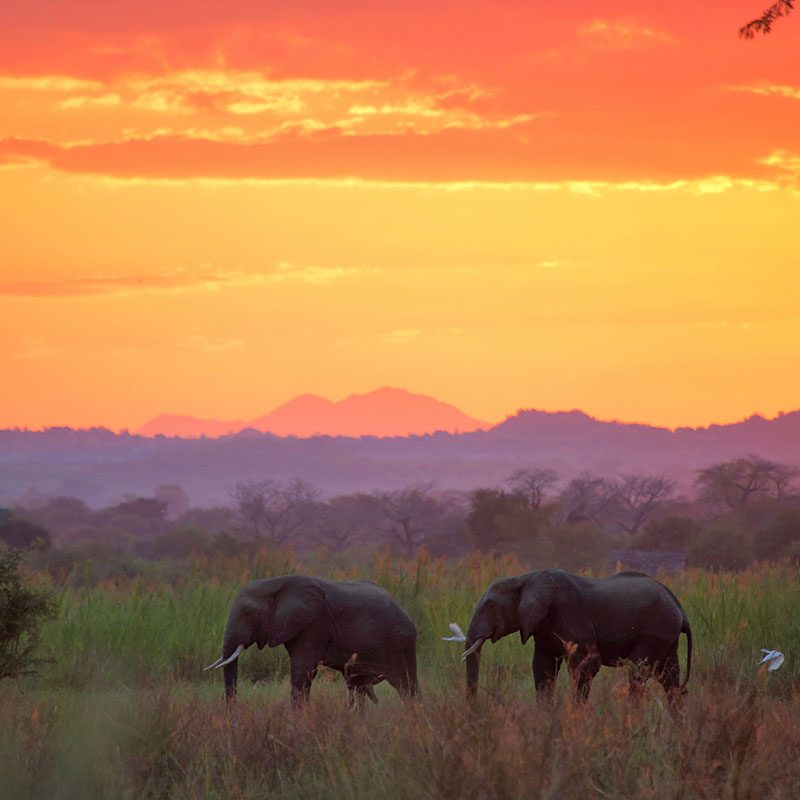 Safaris-Okavango-malawi-parc-liwonde-galerie-6
