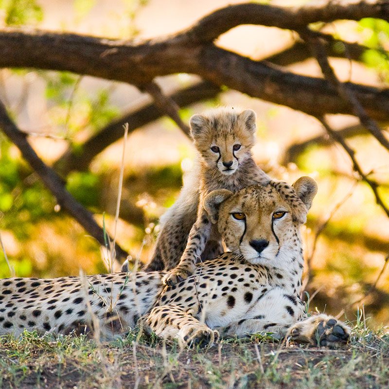 Safaris-Okavango-malawi-parc-liwonde-grid-3