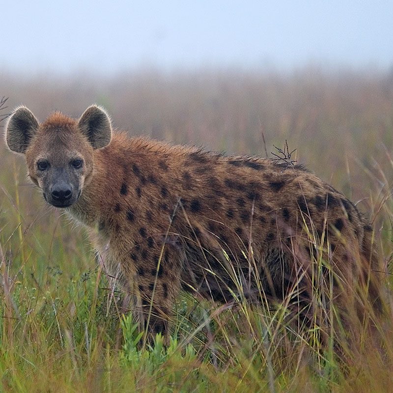 Safaris-Okavango-malawi-plateau-Nyika-galerie-1