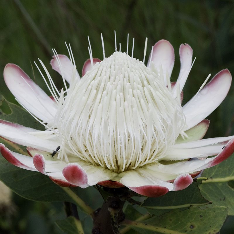Safaris-Okavango-malawi-plateau-Nyika-galerie-3