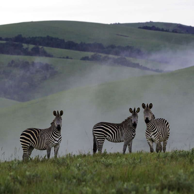 Safaris-Okavango-malawi-plateau-Nyika-galerie-5