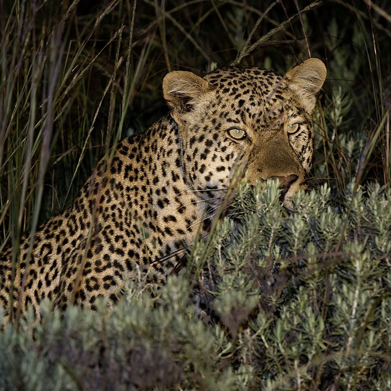 Safaris-Okavango-malawi-plateau-Nyika-galerie-6