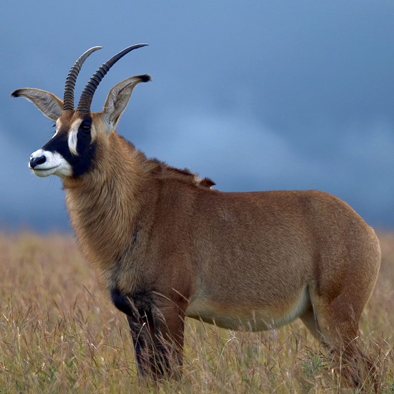 Safaris-Okavango-malawi-plateau-Nyika-grid-2