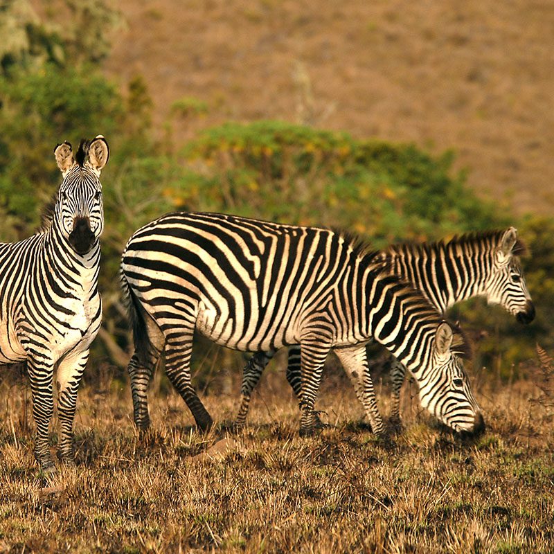 Safaris-Okavango-malawi-plateau-Nyika-grid-3