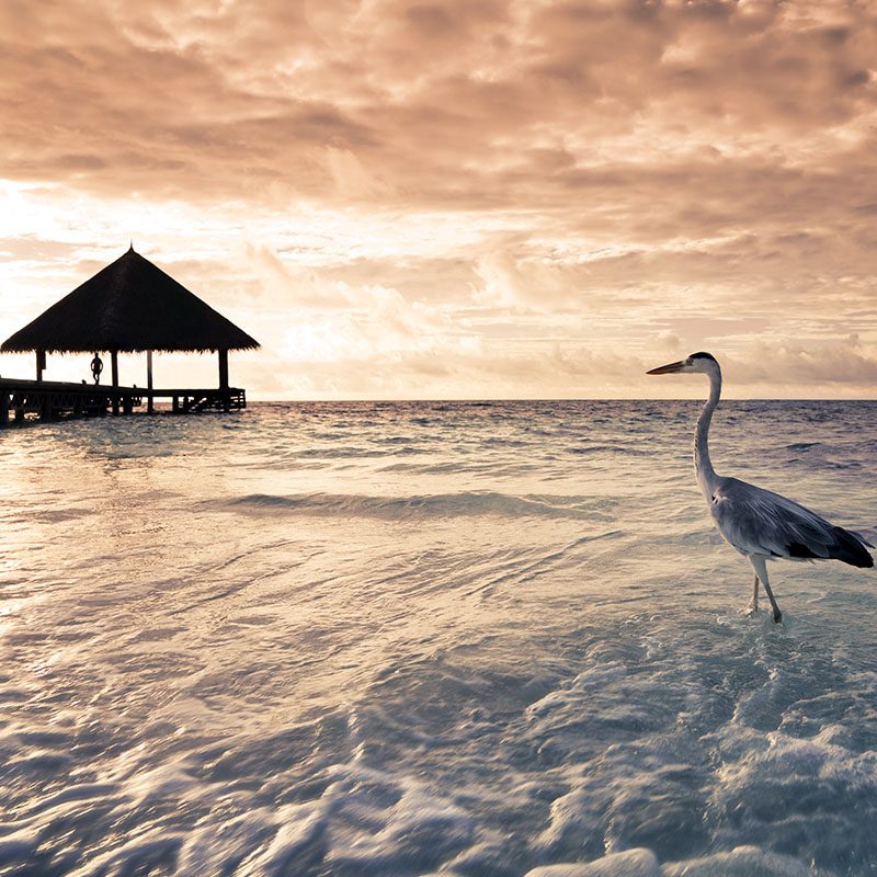 1596789982Safaris-Okavango-maldives-atoll-male-sud-grid-2