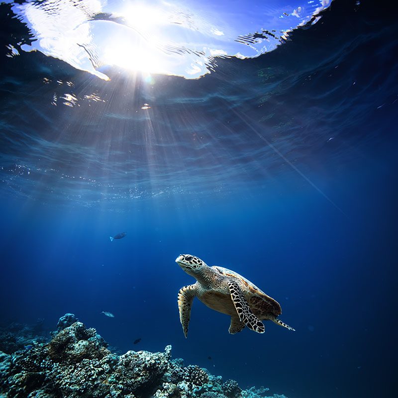 Atoll d'Ari