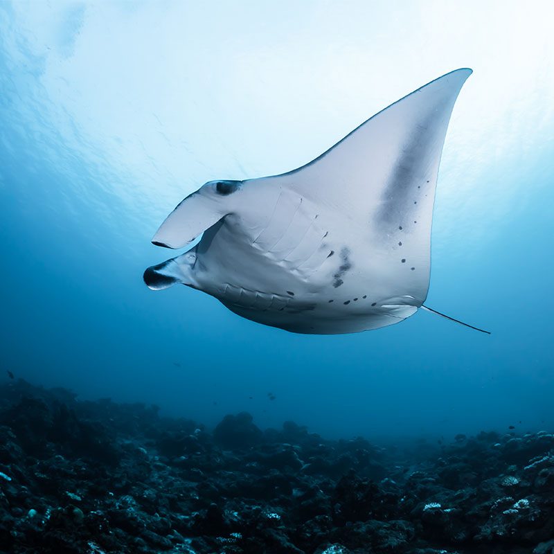 Atoll d'Ari