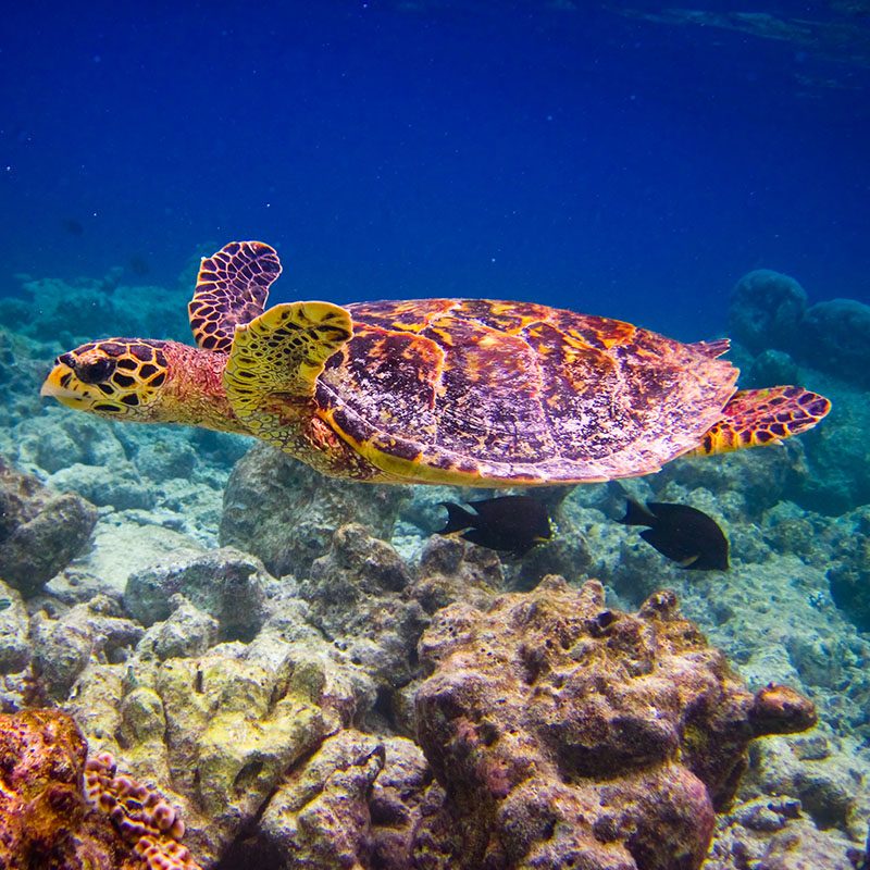 Atoll d'Ari