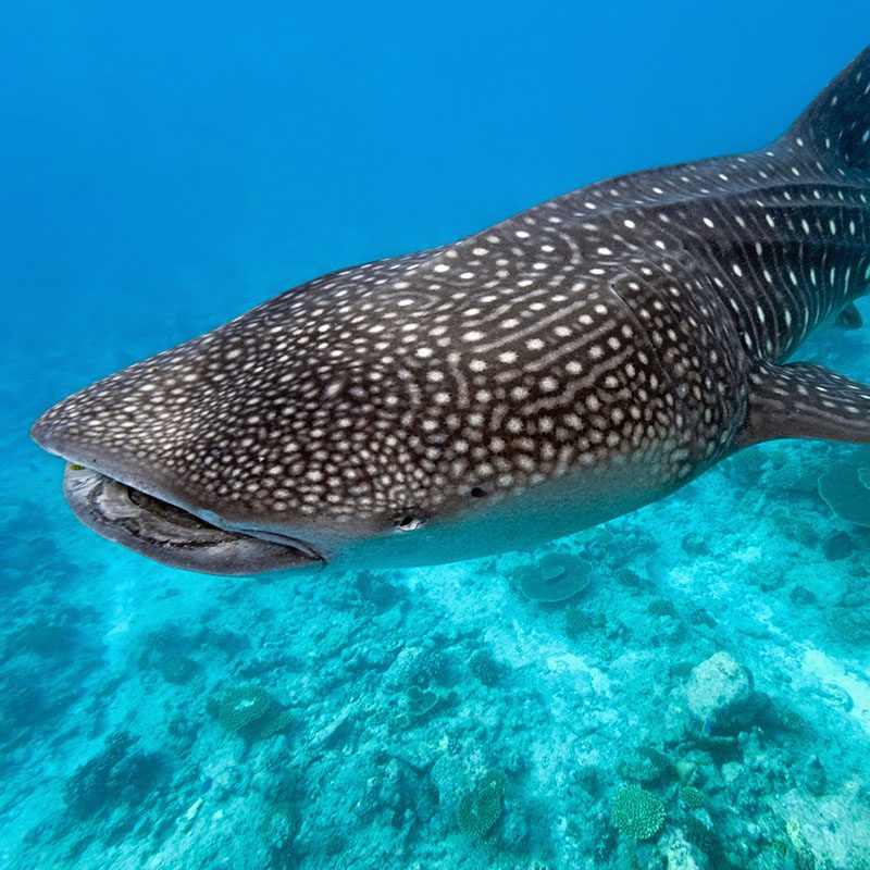 Atoll d'Ari