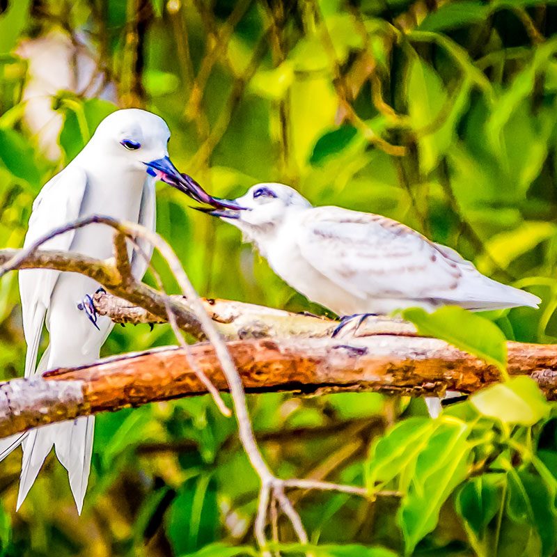 Atoll Baa