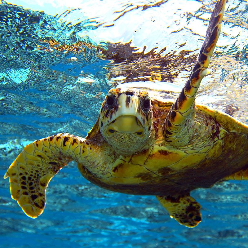 Atoll Baa