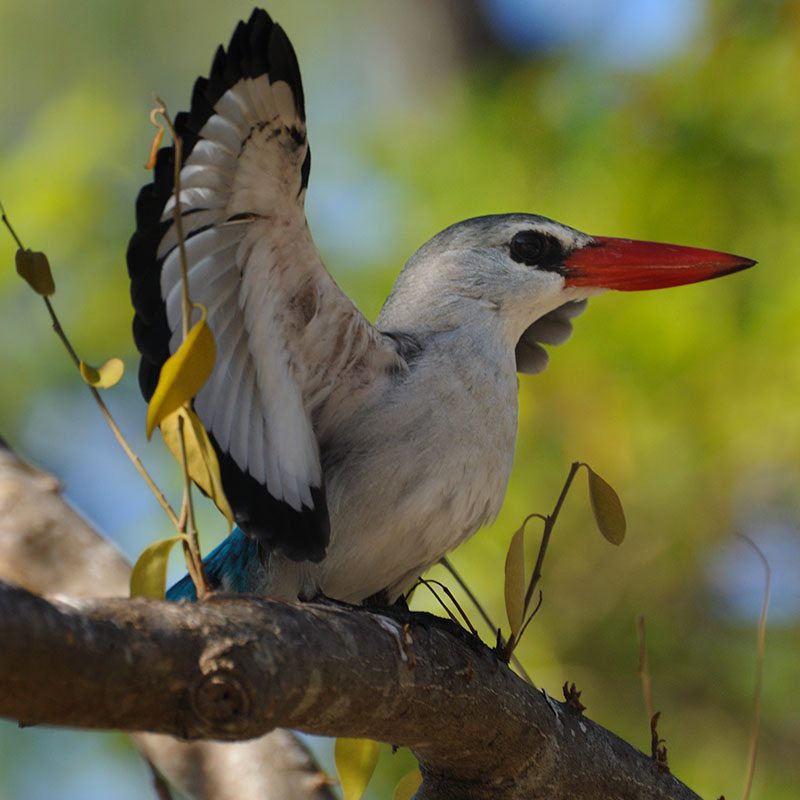 Safaris-Okavango-mozambique-archipel-des-quirimbas-galerie-3