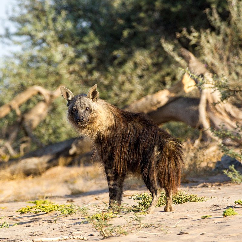 Safaris-Okavango-namibie-cote-des-squelettes-galerie-1